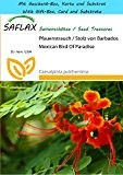 SAFLAX - Geschenk Set - Pfauenstrauch / Stolz von Barbados - 10 Samen - Caesalpinia pulcherrima