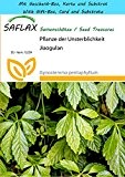 SAFLAX - Geschenk Set - Pflanze der Unsterblichkeit - 30 Samen - Gynostemma pentaphyllum