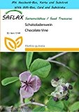 SAFLAX - Geschenk Set - Schokoladenwein - 10 Samen - Akebia quinata