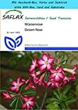 SAFLAX - Geschenk Set - Sukkulenten - Wüstenrose - 8 Samen - Adenium obesum