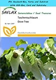 SAFLAX - Geschenk Set - Taschentuchbaum - 1 Samen - Davidia involucrata