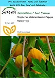 SAFLAX - Geschenk Set - Tropischer Melonenbaum / Papaya - 30 Samen - Carica papaya