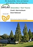 SAFLAX - Geschenk Set - Urwelt - Mammutbaum - 60 Samen - Metasequoia glyptostroboides