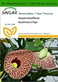SAFLAX - Gespensterpflanze - 80 Samen - Mit Substrat - Aristolochia littoralis syn. elegans