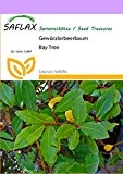 SAFLAX - Gewürzlorbeerbaum - 6 Samen - Laurus nobilis
