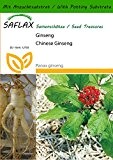 SAFLAX - Ginseng - 10 Samen - Mit Substrat - Panax ginseng