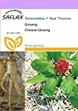 SAFLAX - Ginseng - 10 Samen - Panax ginseng