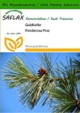 SAFLAX - Goldkiefer - 20 Samen - Mit Substrat - Pinus ponderosa