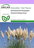 SAFLAX - Gräser-Bambus-Amerikanisches Pampasgras - 200 Samen - Cortaderia selloana `Silber`