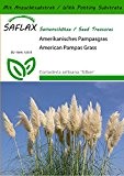 SAFLAX - Gräser-Bambus-Amerikanisches Pampasgras - 200 Samen - Mit Substrat - Cortaderia selloana `Silber`