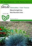 SAFLAX - Gräser-Bambus-Blauschwingel-Gras - 50 Samen - Mit Substrat - Festuca glauca