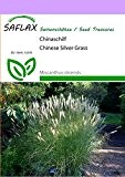 SAFLAX - Gräser-Bambus-Chinaschilf - 200 Samen - Miscanthus sinensis