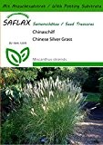 SAFLAX - Gräser-Bambus-Chinaschilf - 200 Samen - Mit Substrat - Miscanthus sinensis