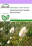 SAFLAX - Gräser-Bambus-Hasenschwanz-Gras / Samtgras - 100 Samen - Lagurus ovatus