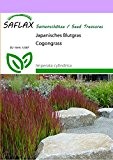 SAFLAX - Gräser-Bambus-Japanisches Blutgras - 50 Samen - Imperata cylindrica