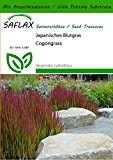 SAFLAX - Gräser-Bambus-Japanisches Blutgras - 50 Samen - Mit Substrat - Imperata cylindrica