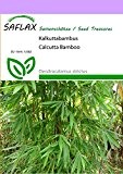 SAFLAX - Gräser-Bambus-Kalkuttabambus - 50 Samen - Dendrocalamus strictus