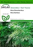 SAFLAX - Gräser-Bambus-Moso Riesenbambus - 20 Samen - Mit Substrat - Phyllostachys pubescens