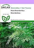 SAFLAX - Gräser-Bambus-Moso Riesenbambus - 20 Samen - Phyllostachys pubescens