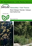 SAFLAX - Gräser-Bambus-Riesen-Federgras / Pyrenäen - Federgras - 10 Samen - Mit Substrat - Stipa gigantea