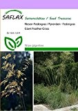 SAFLAX - Gräser-Bambus-Riesen-Federgras / Pyrenäen - Federgras - 10 Samen - Stipa gigantea