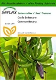 SAFLAX - Große Essbanane - 10 Samen - Mit Substrat - Musa X paradisiaca