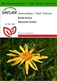 SAFLAX - Heilpflanzen - Echte Arnica - 40 Samen - Mit Substrat - Arnica montana