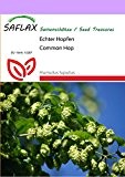 SAFLAX - Heilpflanzen - Echter Hopfen - 50 Samen - Humulus lupulus
