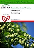 SAFLAX - Heilpflanzen - Echter Hopfen - 50 Samen - Mit Substrat - Humulus lupulus