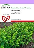 SAFLAX - Heilpflanzen - Frauenmantel - 100 Samen - Alchemilla vulgaris