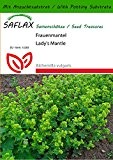 SAFLAX - Heilpflanzen - Frauenmantel - 100 Samen - Mit Substrat - Alchemilla vulgaris