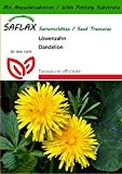 SAFLAX - Heilpflanzen - Löwenzahn - 200 Samen - Mit Substrat - Taraxacum officinale