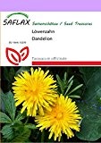 SAFLAX - Heilpflanzen - Löwenzahn - 200 Samen - Taraxacum officinale