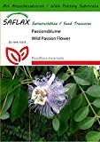 SAFLAX - Heilpflanzen - Passionsblume - 5 Samen - Mit Substrat - Passiflora incarnata