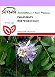 SAFLAX - Heilpflanzen - Passionsblume - 5 Samen - Passiflora incarnata