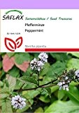 SAFLAX - Heilpflanzen - Pfefferminze - 300 Samen - Mentha piperita