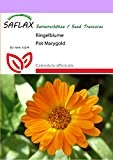 SAFLAX - Heilpflanzen - Ringelblume - 50 Samen - Calendula officinalis