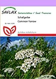 SAFLAX - Heilpflanzen - Schafgarbe - 200 Samen - Achillea millefolium