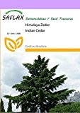 SAFLAX - Himalaya Zeder - 35 Samen - Cedrus deodara