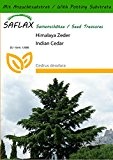 SAFLAX - Himalaya Zeder - 35 Samen - Mit Substrat - Cedrus deodara