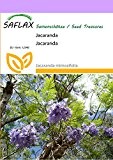 SAFLAX - Jacaranda - 50 Samen - Jacaranda mimosifolia