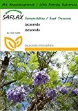 SAFLAX - Jacaranda - 50 Samen - Mit Substrat - Jacaranda mimosifolia