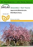 SAFLAX - Japanische Blütenkirsche - 30 Samen - Mit Substrat - Prunus serrulata