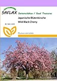 SAFLAX - Japanische Blütenkirsche - 30 Samen - Winterhart - Prunus serrulata