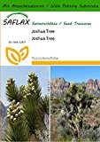 SAFLAX - Joshua Tree - 10 Samen - Mit Substrat - Yucca brevifolia