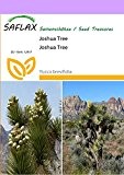 SAFLAX - Joshua Tree - 10 Samen - Yucca brevifolia