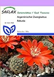 SAFLAX - Kakteen - Argentinischer Zwergkaktus - 40 Samen - Rebutia / Mix
