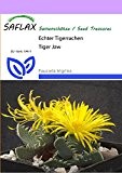 SAFLAX - Kakteen - Echter Tigerrachen - 40 Samen - Faucaria trigrina