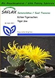 SAFLAX - Kakteen - Echter Tigerrachen - 40 Samen - Mit Substrat - Faucaria trigrina