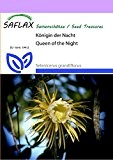 SAFLAX - Kakteen - Königin der Nacht - 40 Samen - Selenicerus grandiflorus